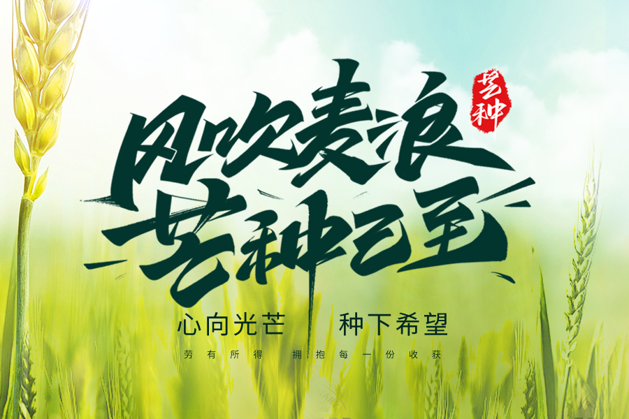 芒種至，盛夏始，一杯清茶，從容自在